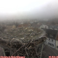08_50-nest.jpg