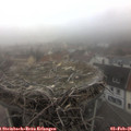 08_55-nest.jpg