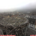 09_00-nest.jpg