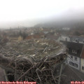 09_05-nest.jpg