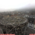 09_10-nest.jpg
