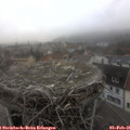 09_25-nest.jpg