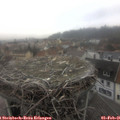 09_45-nest.jpg