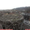 09_50-nest.jpg