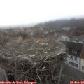 10_00-nest.jpg