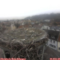 10_10-nest.jpg