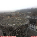 10_15-nest.jpg