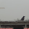 10_35-mast.jpg