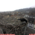 10_35-nest.jpg