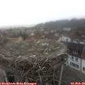 10_40-nest.jpg