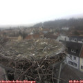 10_45-nest.jpg
