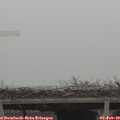 10_50-mast.jpg