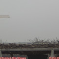 11_00-mast.jpg