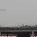11_10-mast.jpg