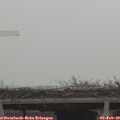 11_15-mast.jpg