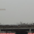 11_20-mast.jpg