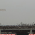 12_00-mast.jpg