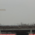 12_15-mast.jpg