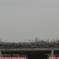 13_00-mast.jpg