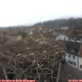 13_00-nest.jpg