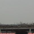 13_05-mast.jpg