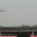 13_15-mast.jpg