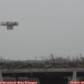 13_50-mast.jpg
