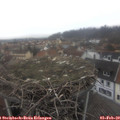 13_50-nest.jpg