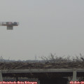14_55-mast.jpg