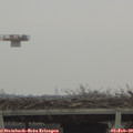 15_40-mast.jpg