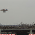15_50-mast.jpg