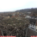 15_55-nest.jpg