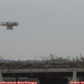 16_00-mast.jpg