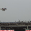16_10-mast.jpg