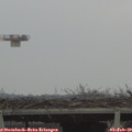 16_20-mast.jpg