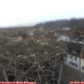 16_55-nest.jpg