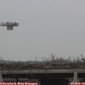 17_05-mast.jpg