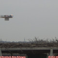 17_10-mast.jpg