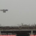 08_55-mast.jpg