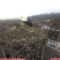 09_25-nest.jpg