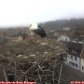 09_30-nest.jpg