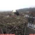 09_35-nest.jpg