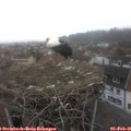 09_40-nest.jpg