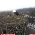 09_50-nest.jpg
