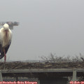 10_05-mast.jpg