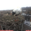 10_20-nest.jpg