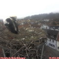 10_40-nest.jpg