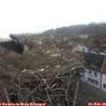 10_50-nest.jpg