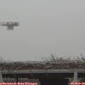 11_00-mast.jpg