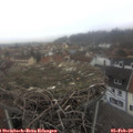 14_00-nest.jpg